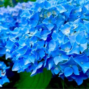 Meet your Posher, Gena